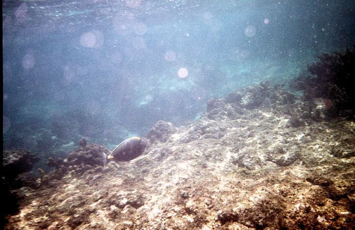 Seychellen Unterwasser-037.jpg